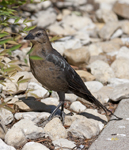 Great tailed Grackle 5776